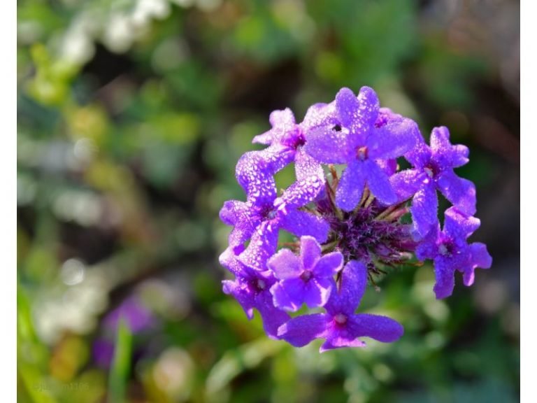 Plants That Look Like Lantana Camara Harvest Indoor