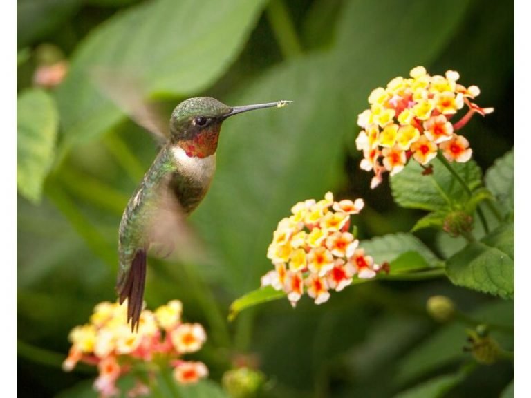 12 Plants That Look Like Lantana Camara Harvest Indoor