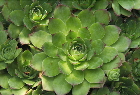 Succulent care for beginners - guarantee success tips