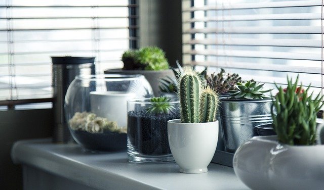 succulent care for beginners