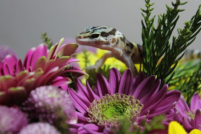 Do Plants Attract Lizards? This is how to get rid of them