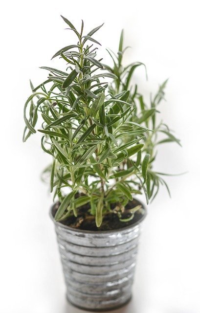 what insect does rosemary attract