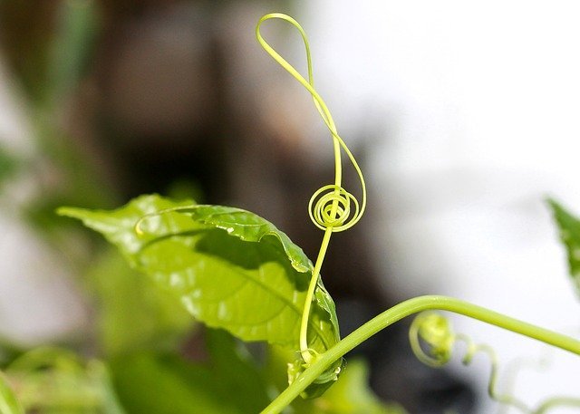 Do plants like music | Harvestindoor