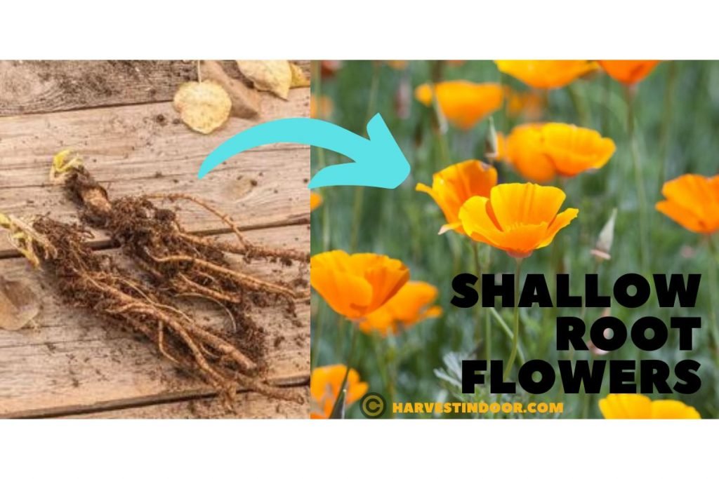 shallow rooted flowering plants