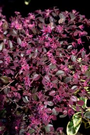 7 Purple leaf shrub with pink flowers.