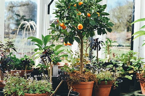 mini orange tree small trunk fruit edible parennials