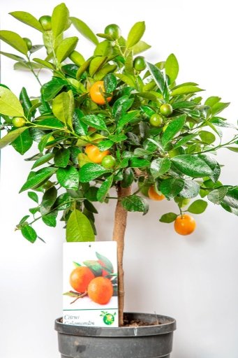 Mini orange tree indoor: Types, care, and how to keep it small.