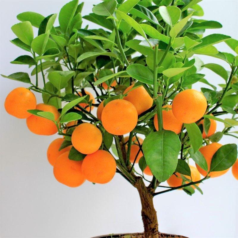The Clementine mini orange tree 