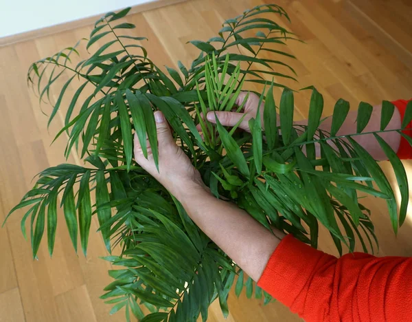 19 Mini palm tree houseplants that are perfect to grow indoors.