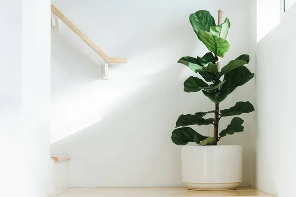 8 Best plants for the corner of the room.
