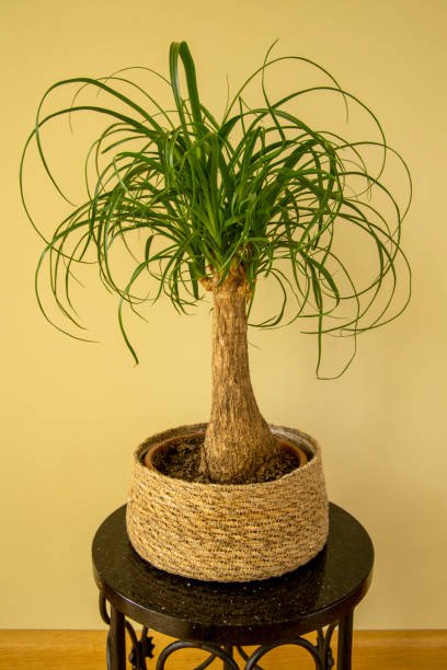 Indoor plants with a thick trunk.