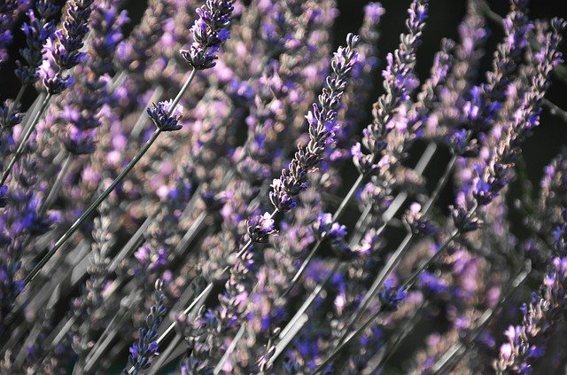 lavender plant indoor help with sleep quality 