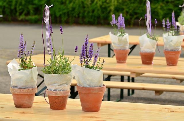 lavender plant indoor benefits.