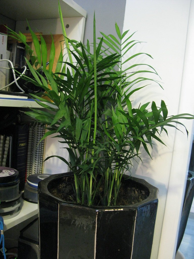 areca palm mini plants for indoor in pot