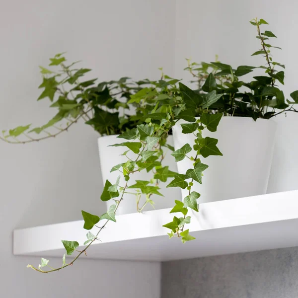 8 Best plants for the corner of the room.