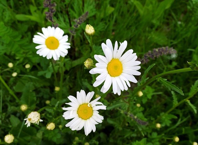 what not to plant with chamomile.