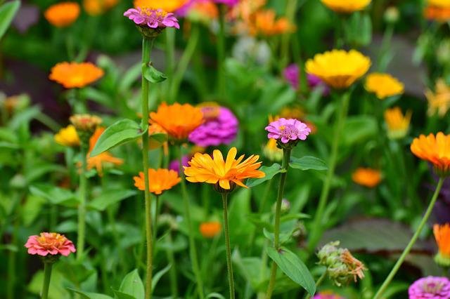 The Best Flowers for Your Garden: Carnation vs Marigold
