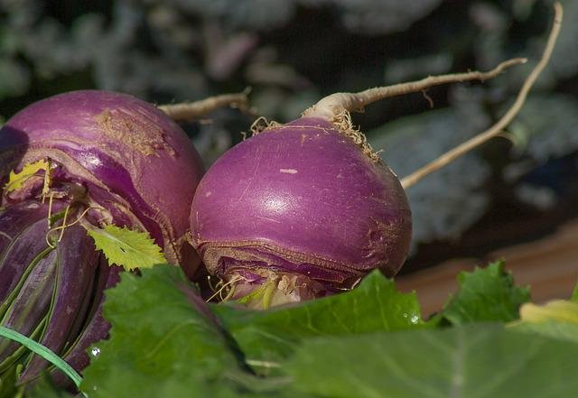 10 Shallow Root Vegetables You Can Grow in Containers