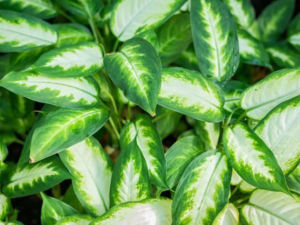 7 Eye-Catching Houseplants with Variegated Leaves