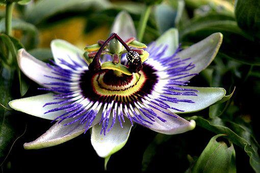 10 Delicious Edible Plants and Flowers That Help You Sleep
