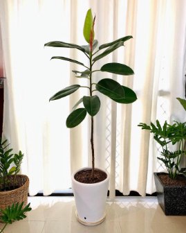 tall-pot-plants-shallow-root-rubber-plant