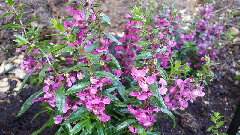 Angelonia annuals flower with shallow root