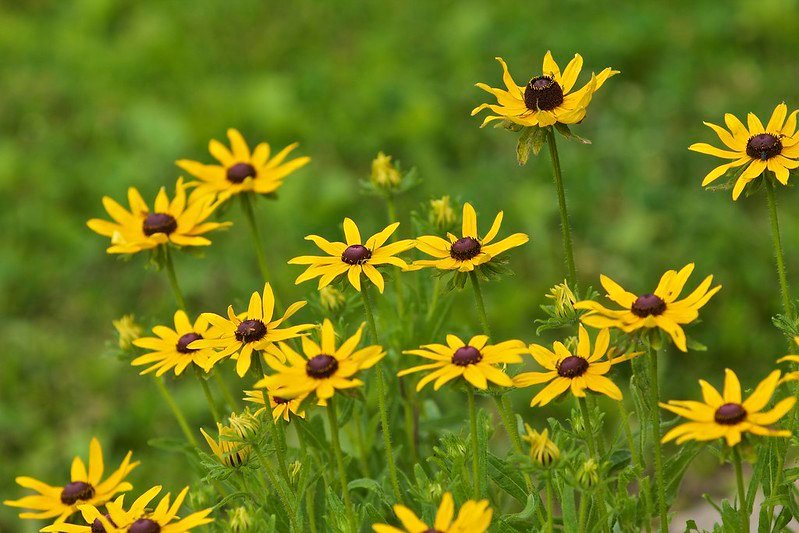 The Best Yellow Perennial Flowers For Zone 5