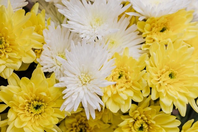 15 Perennial Flowers That Look Like Zinnias