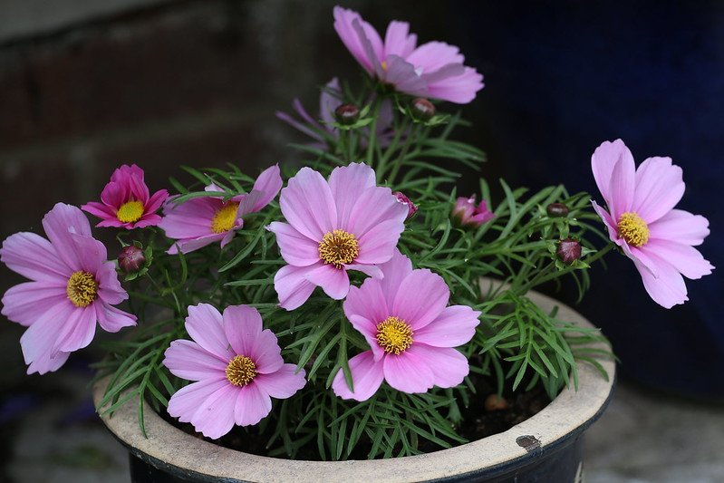 annuals plant cosmos shallow root