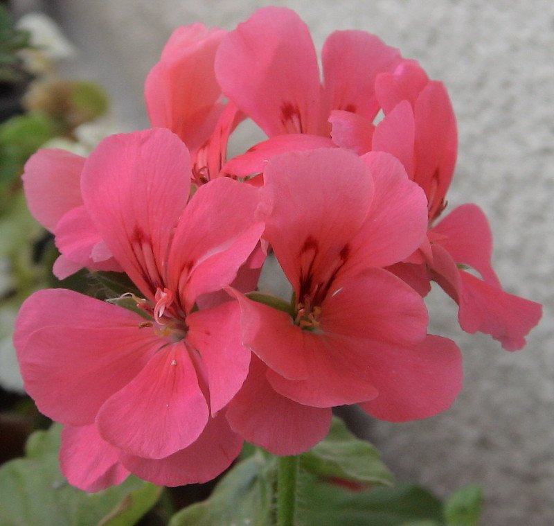 Geraniums annuals flower shallow rooted