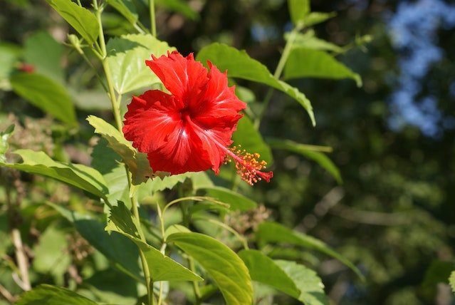 Hibiscus tall plants with red fowers