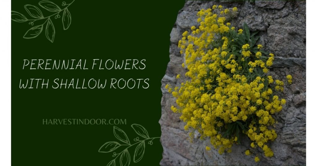 Perennial Flowers with Shallow Roots