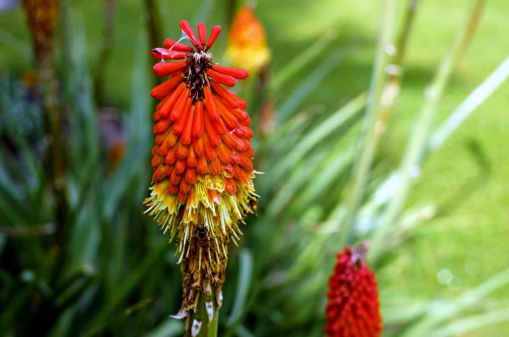 8 Tall Plants With Red Flowers to Brighten Up Your Garden
