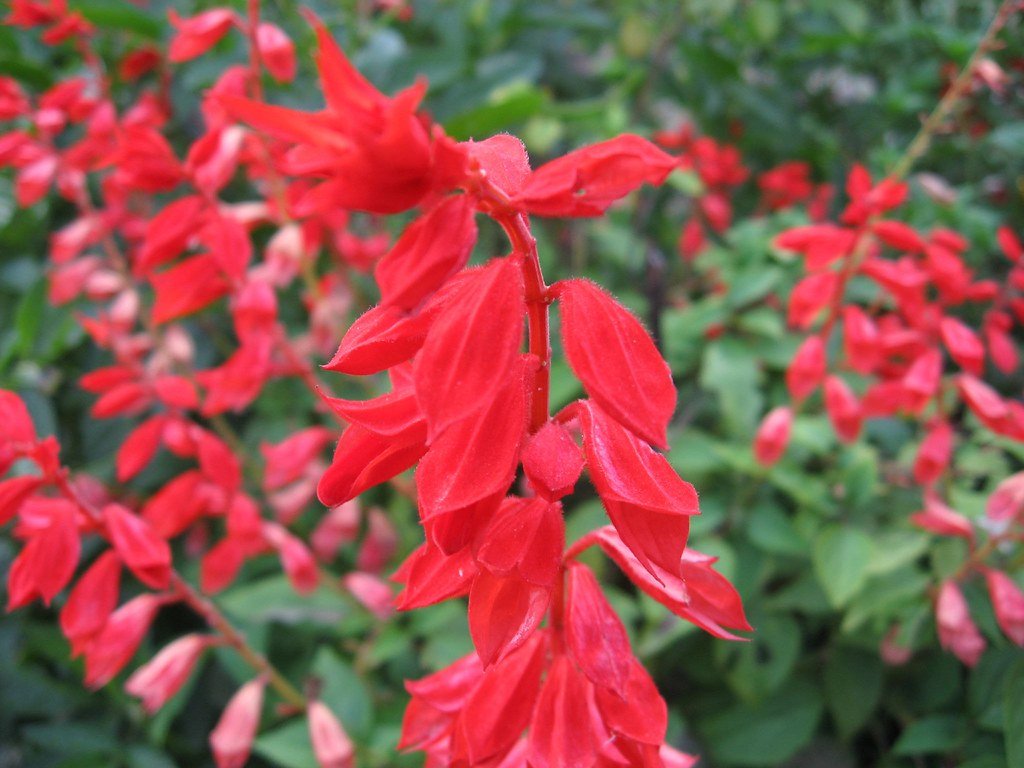 8 Tall Plants With Red Flowers to Brighten Up Your Garden