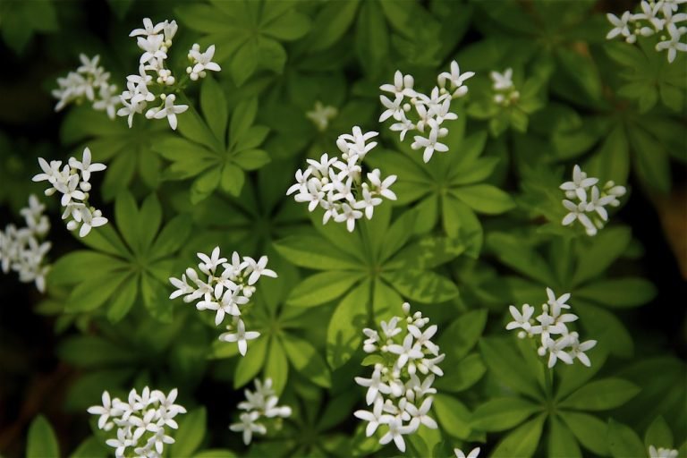 Perennial Flowers with Shallow Roots - Harvest Indoor