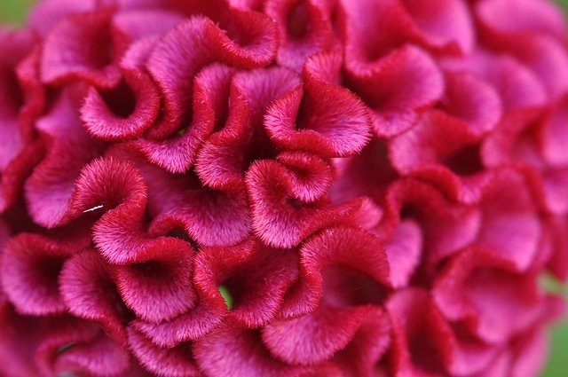 7 Flowers That look like the Brain (with pictures)