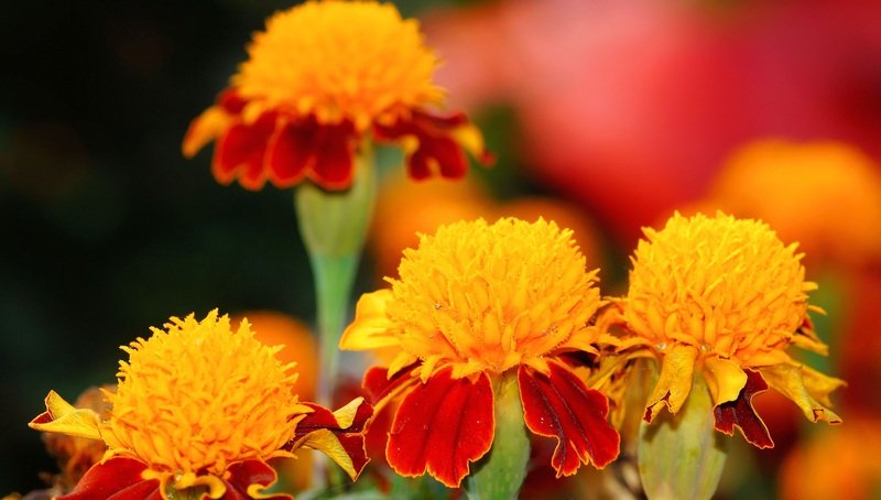 8 Flowers That Look Like Pom Poms