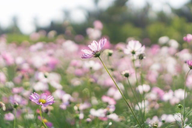 Pink and White Daisy-Like Flower Plants