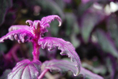 Plants with Purple Fuzzy Leaves