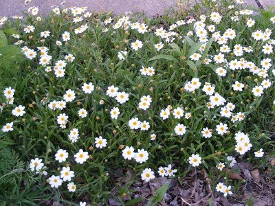 16 Weeds That Look Like Daisies