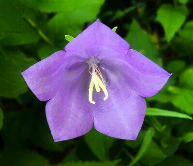 Bluebells (Campanula rotundifolia) blue purple petals flower yellow enter