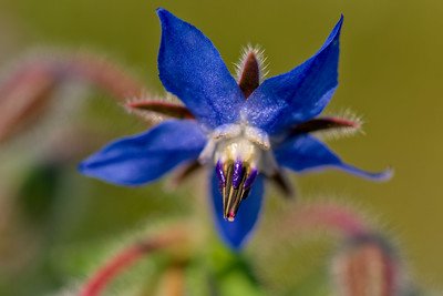 Borage (Borago officinalis) small blue flower with yellow center