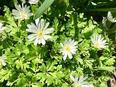 Chickweed weed looks like a daisy white small flower