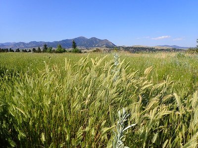 Crested wheatgrass pacific northwest grass Washington Montana Idaho 