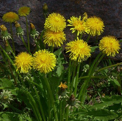 Dandelion (Taraxacum officinale) low growing plants with yellow flower