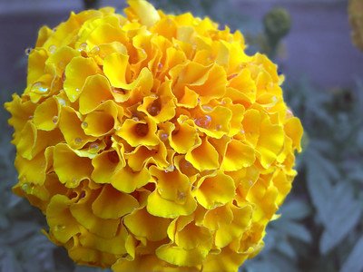French marigolds honeycomb (Tagetes patula) 