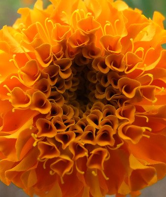 Everything You Need to Know About Marigold Honeycomb Plants