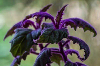 Plants with Purple Fuzzy Leaves
