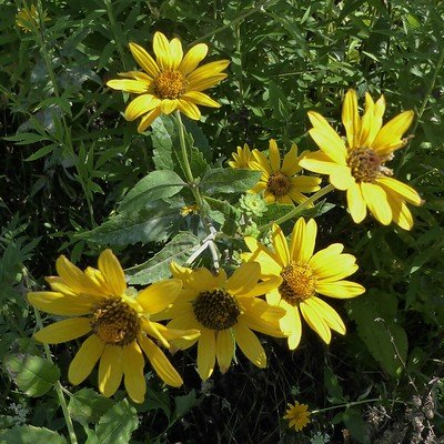 Heliopsis helianthoides yellow perennial flowering plants zone 4 5 6 7 