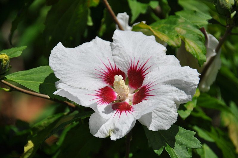 Hibiscus syriacus shrubs with shallow roots